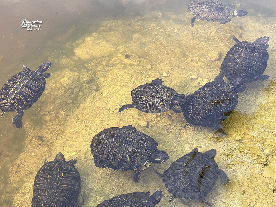 Red-eared Slider
