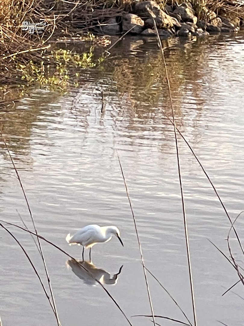 Snowy Egret