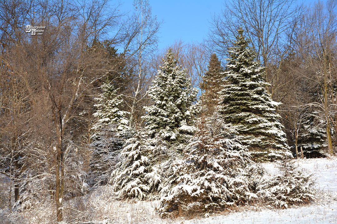 Pine Tree