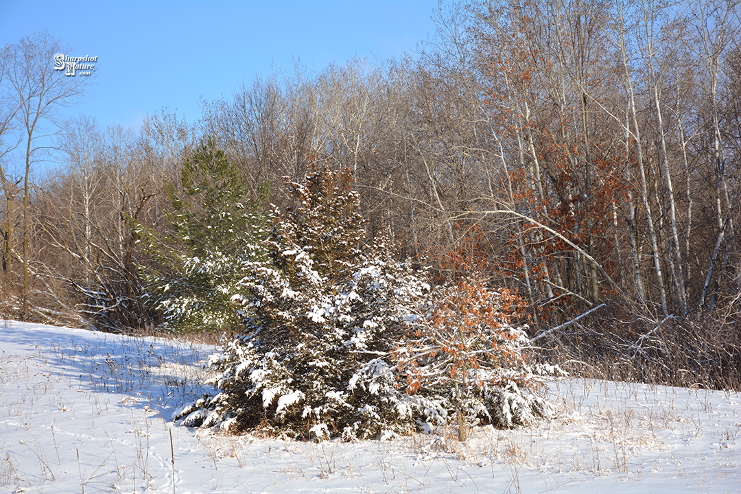Snow
