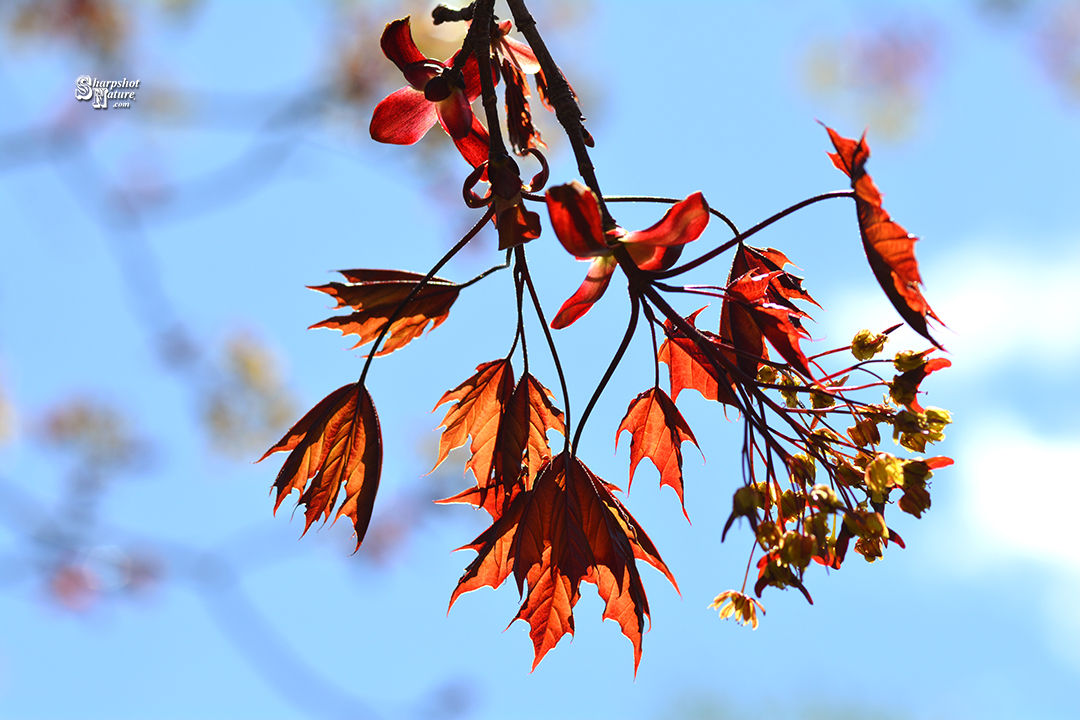 Red Maple Leaf