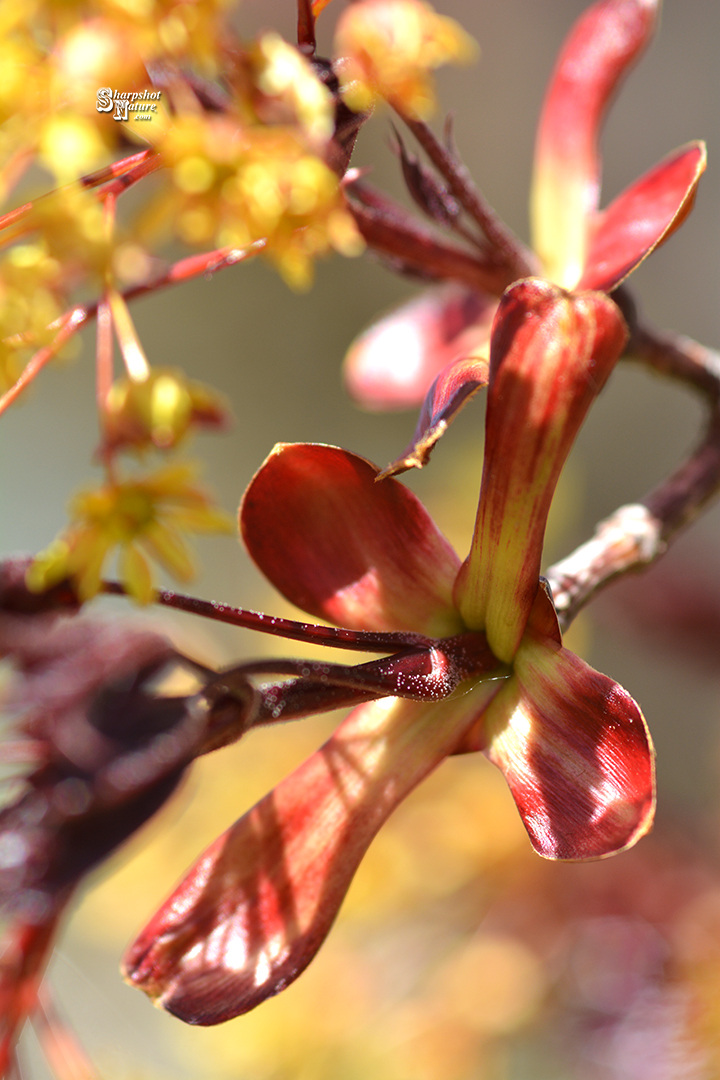 Red Maple Leaf