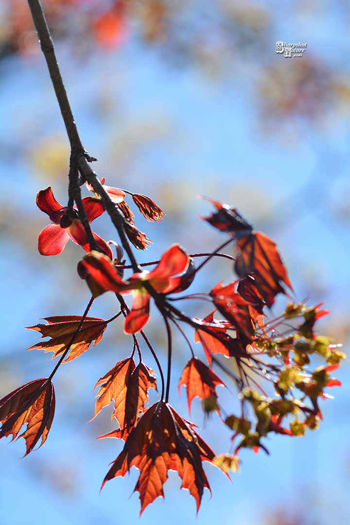 Red Maple Leaf