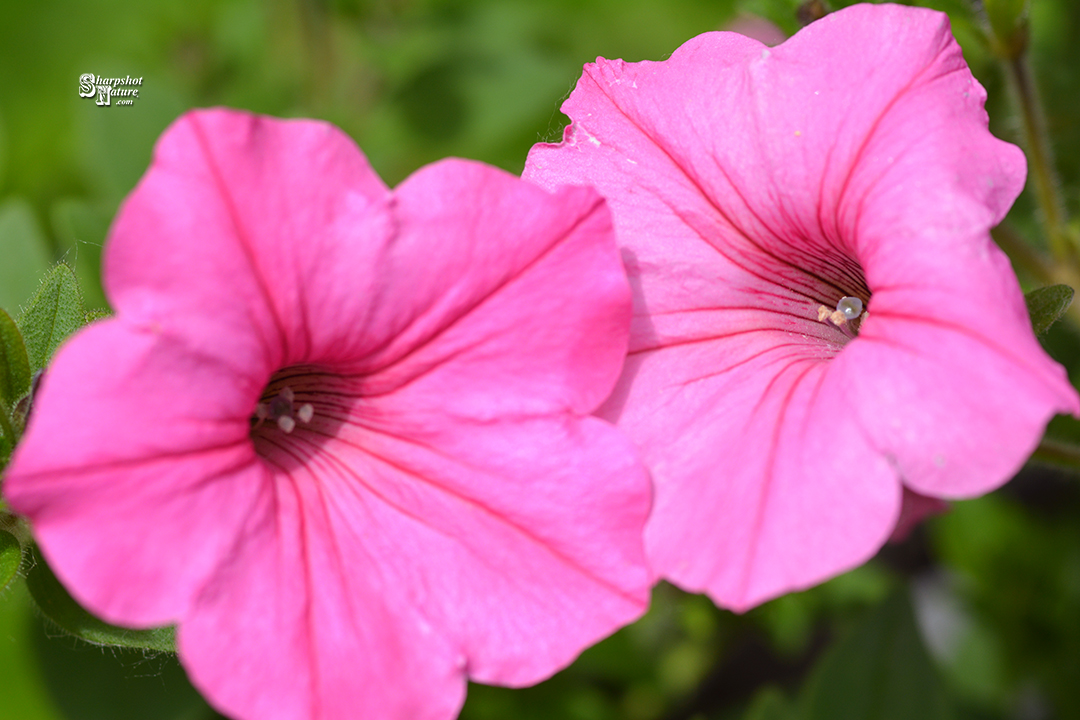 Petunia