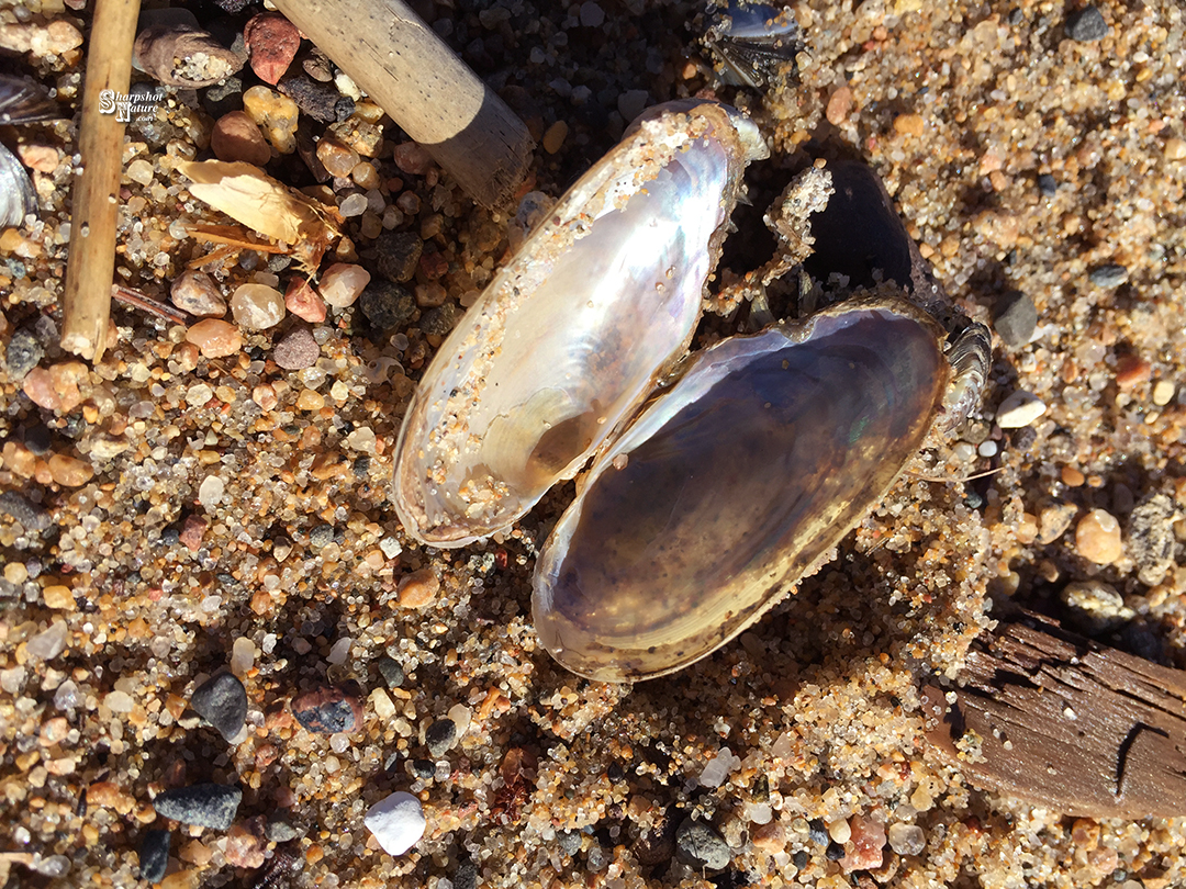 Clam Shell