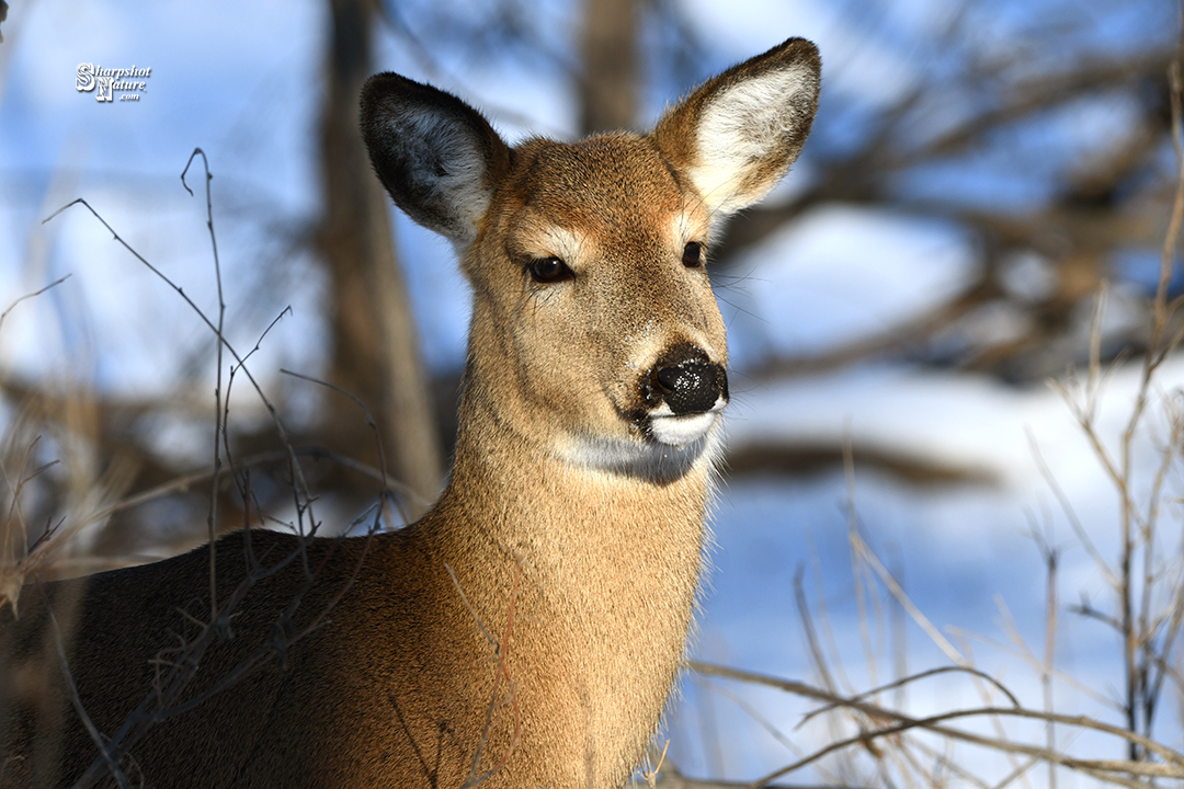 White-tailed Deer