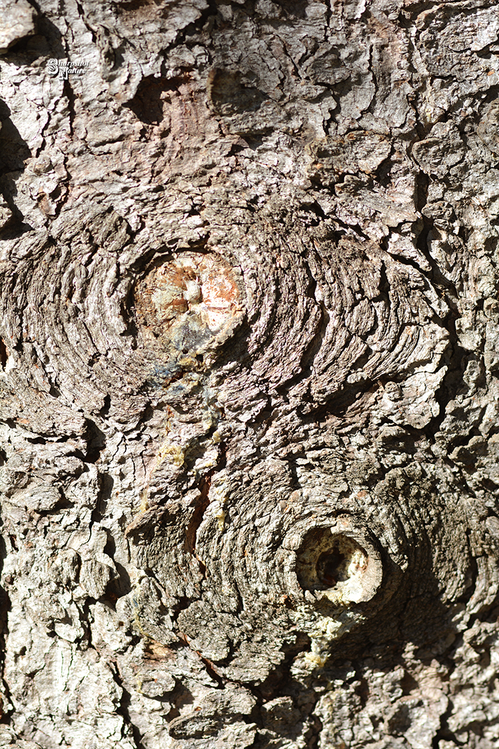 Pine Bark