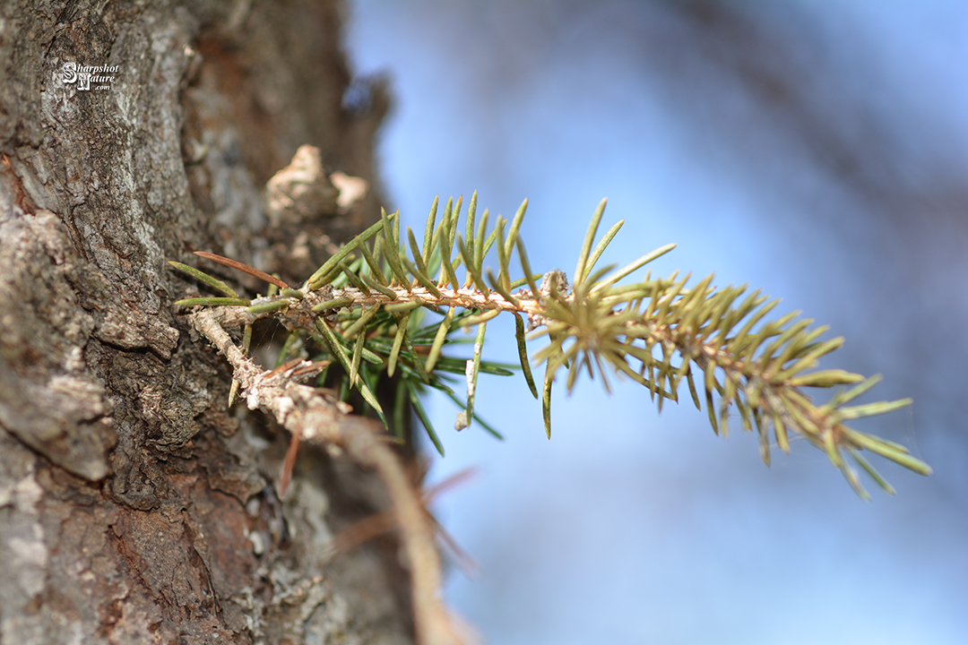 Pine Sprout