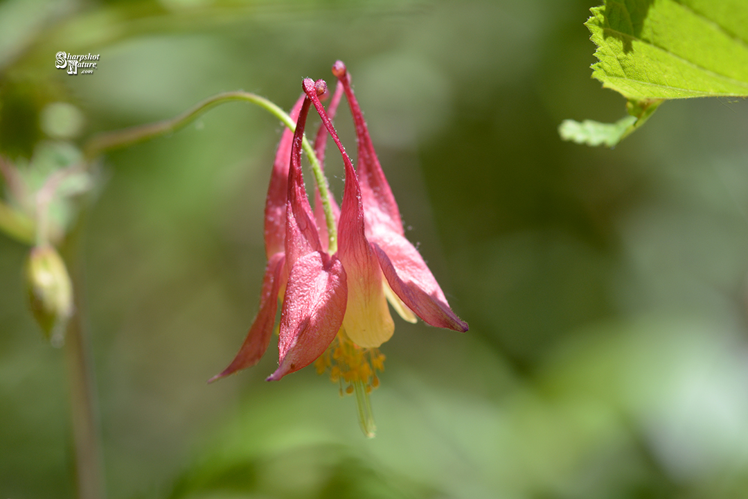 Columbine