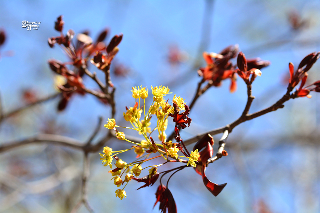 Red Maple Leaf
