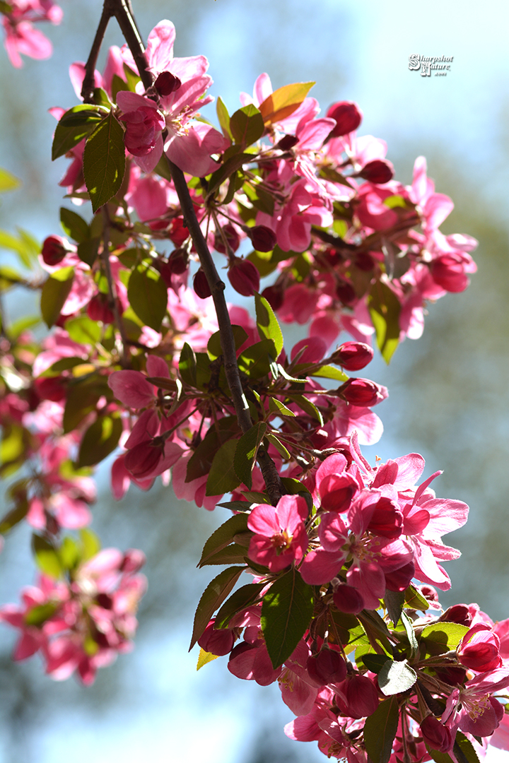 Crab-apple Blossom