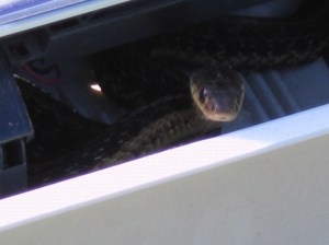 snake1