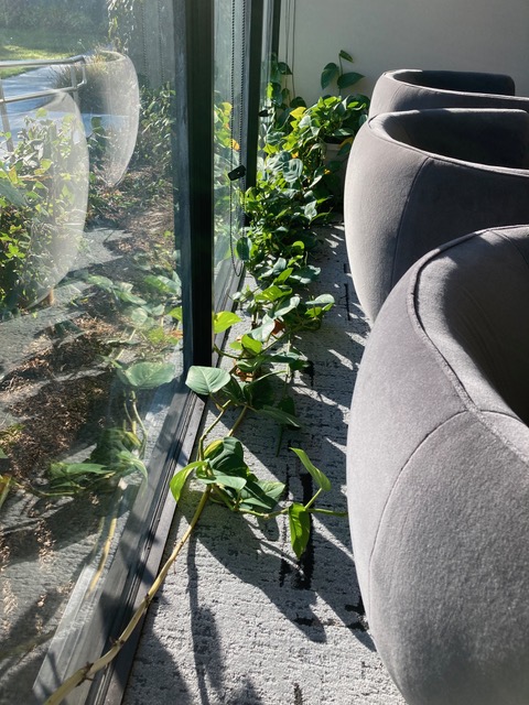 the bed by the window