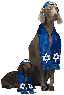jewish dog