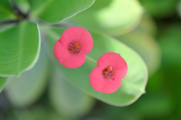 garden-4