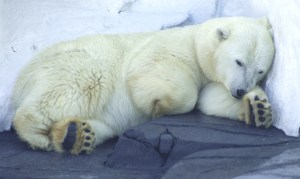 on social hibernation
