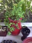 Mint flanked by orchids