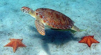 Green Sea Turtle