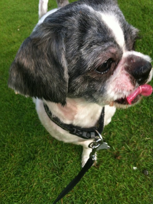 lola lick face smaller