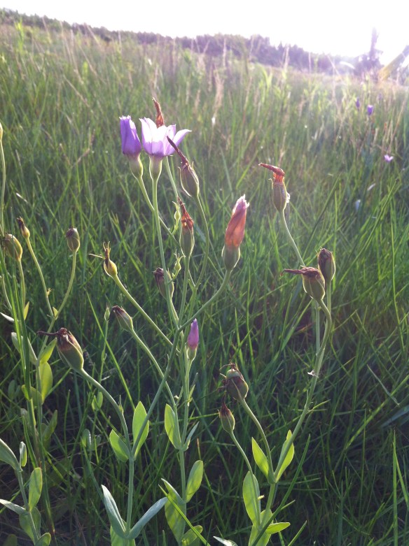tall swamp purple angle