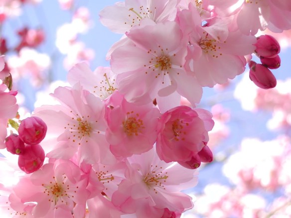 cherryblossomgirlpicforlayout