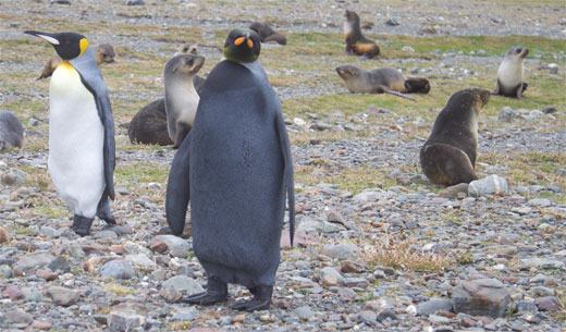 black-penguin