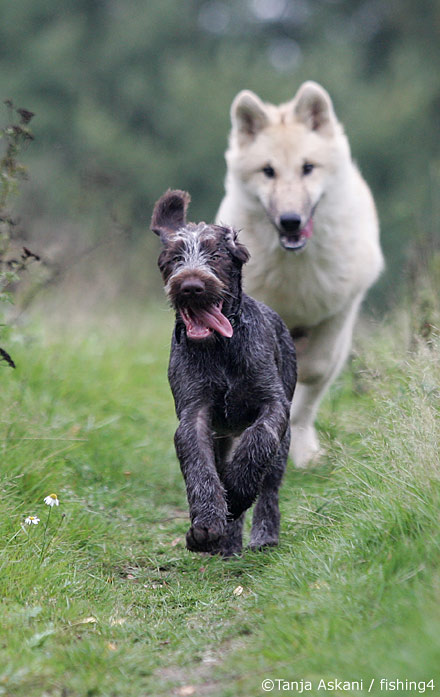 dogandwolf.jpg
