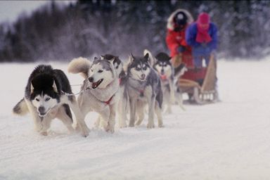 sleddog.jpg