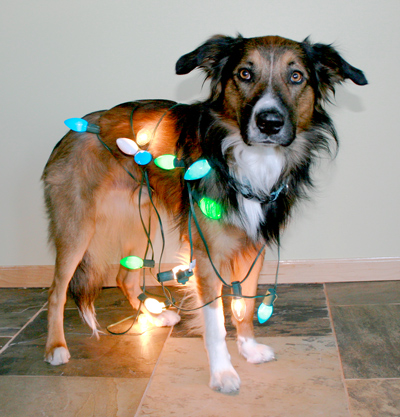 brightholiday2 brightholiday2