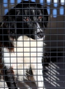 confiscateddog confiscateddog
