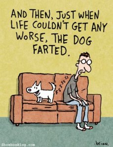 dogfart dogfart