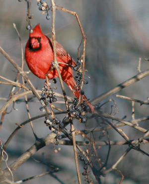 mrcardinal mrcardinal