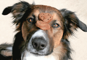treatsontheweb treatsontheweb