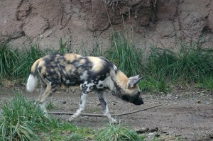 wilddogsniff wilddogsniff