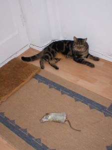cat-and-rat cat-and-rat