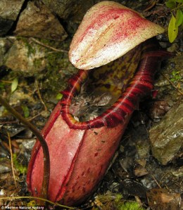 ratplant ratplant