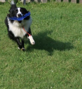 CharlieFrisbee CharlieFrisbee