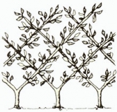 espalier