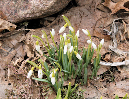 SnowDrops
