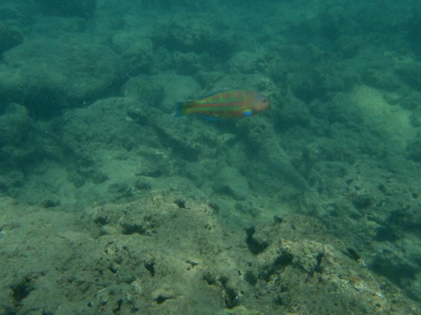 one of the brightest fish we saw