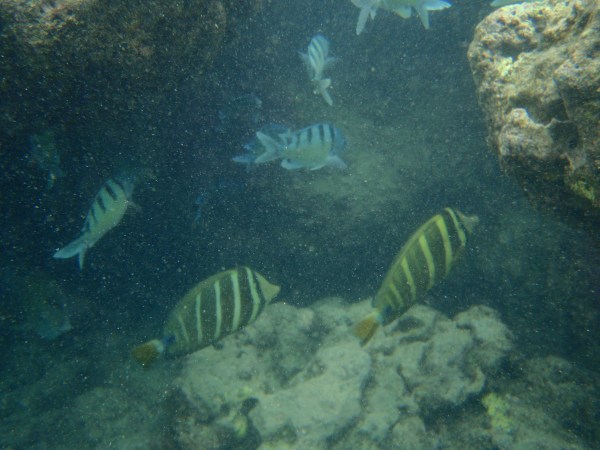digging that reef