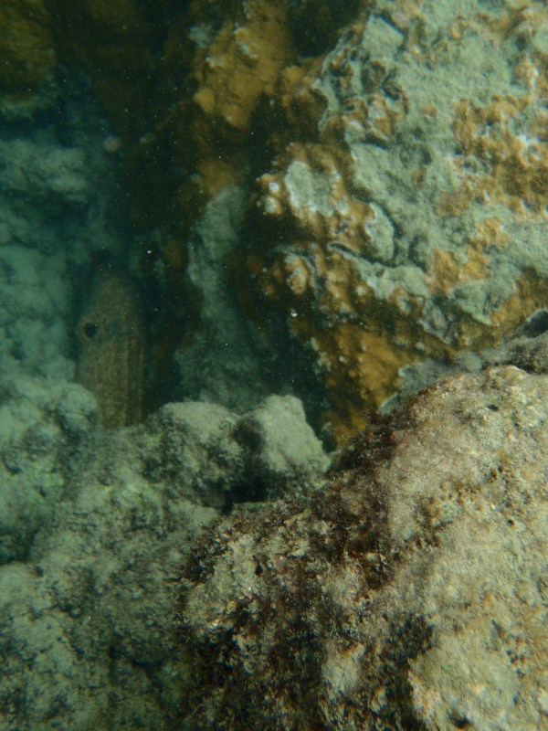 the eel