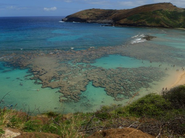 The reef