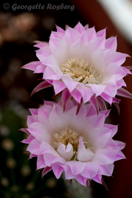 cereus