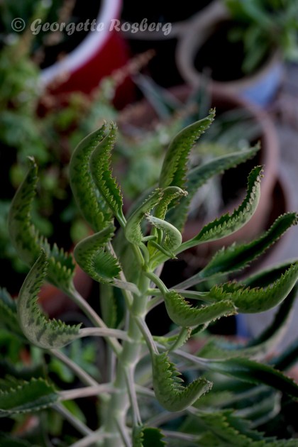 bryophyllum daigrmontianum