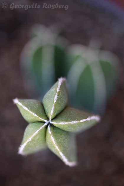 mexican fencepost cactus