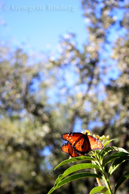 tbgbflies