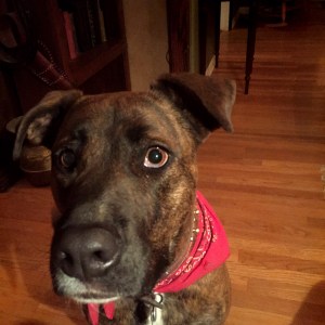 party dog