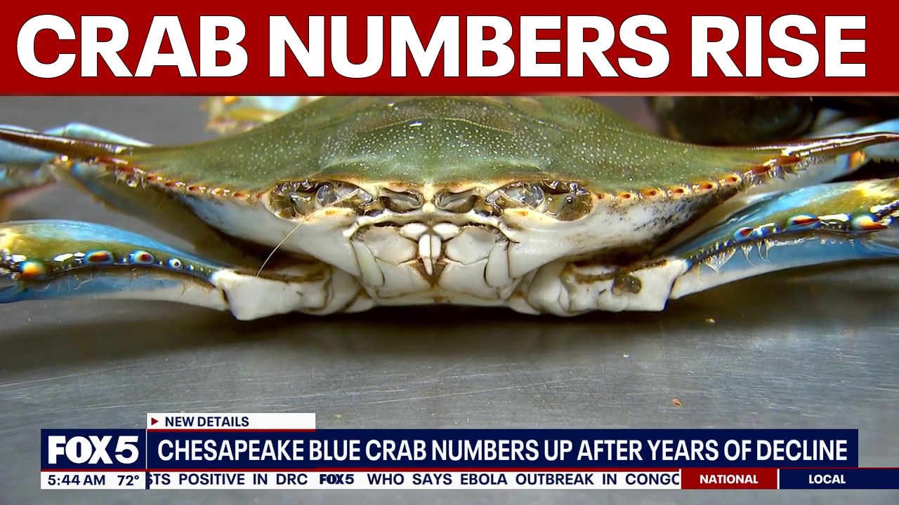 Chesapeake Bay blue crab numbers rise
