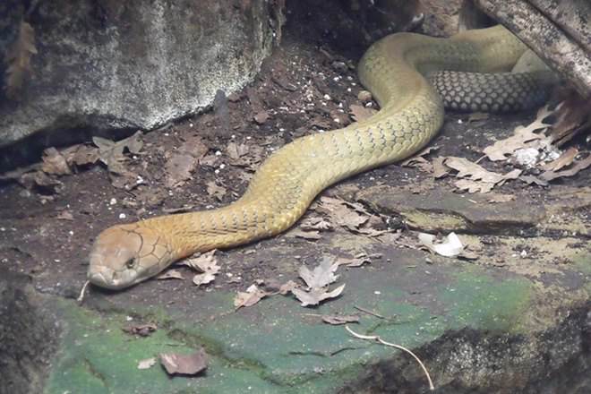Reptile